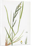 Brachypodium Sylvaticum Wood False-Brome-Grass by Anonymous