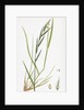 Brachypodium Sylvaticum Wood False-Brome-Grass by Anonymous