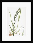 Brachypodium Sylvaticum Wood False-Brome-Grass by Anonymous