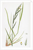 Brachypodium Sylvaticum Wood False-Brome-Grass by Anonymous