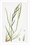 Brachypodium Sylvaticum Wood False-Brome-Grass by Anonymous