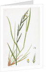 Brachypodium Sylvaticum Wood False-Brome-Grass by Anonymous