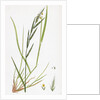 Brachypodium Sylvaticum Wood False-Brome-Grass by Anonymous