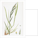 Brachypodium Sylvaticum Wood False-Brome-Grass by Anonymous