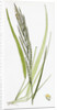 Brachypodium Pinnatum Barren False-Brome-Grass by Anonymous