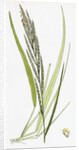 Brachypodium Pinnatum Barren False-Brome-Grass by Anonymous
