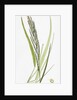 Brachypodium Pinnatum Barren False-Brome-Grass by Anonymous