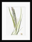 Brachypodium Pinnatum Barren False-Brome-Grass by Anonymous
