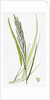 Brachypodium Pinnatum Barren False-Brome-Grass by Anonymous