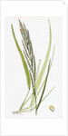 Brachypodium Pinnatum Barren False-Brome-Grass by Anonymous