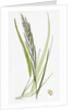 Brachypodium Pinnatum Barren False-Brome-Grass by Anonymous