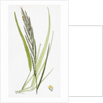 Brachypodium Pinnatum Barren False-Brome-Grass by Anonymous