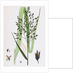 Festuca Sylvatica Var. Genuina Wood Fescue-Grass Var. A. by Anonymous