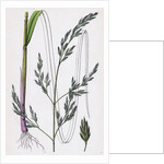 Festuca Elatior Var. Arundinacea Tall Fescue-Grass Var. B. by Anonymous