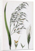 Bromus Giganteus Var. Genuinus Tall Brome-Grass Var. A. by Anonymous