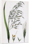 Bromus Giganteus Var. Genuinus Tall Brome-Grass Var. A. by Anonymous