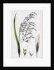 Bromus Giganteus Var. Genuinus Tall Brome-Grass Var. A. by Anonymous