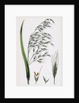 Bromus Giganteus Var. Genuinus Tall Brome-Grass Var. A. by Anonymous