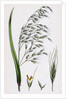 Bromus Giganteus Var. Genuinus Tall Brome-Grass Var. A. by Anonymous