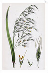Bromus Giganteus Var. Genuinus Tall Brome-Grass Var. A. by Anonymous