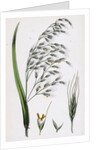 Bromus Giganteus Var. Genuinus Tall Brome-Grass Var. A. by Anonymous