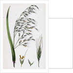 Bromus Giganteus Var. Genuinus Tall Brome-Grass Var. A. by Anonymous