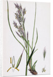 Bromus Erectus Upright Perennial Brome-Grass by Anonymous