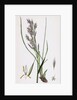 Bromus Erectus Upright Perennial Brome-Grass by Anonymous