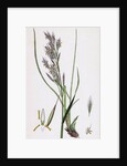 Bromus Erectus Upright Perennial Brome-Grass by Anonymous