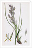 Bromus Erectus Upright Perennial Brome-Grass by Anonymous