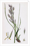 Bromus Erectus Upright Perennial Brome-Grass by Anonymous