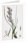 Bromus Erectus Upright Perennial Brome-Grass by Anonymous