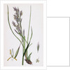 Bromus Erectus Upright Perennial Brome-Grass by Anonymous