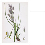 Bromus Erectus Upright Perennial Brome-Grass by Anonymous
