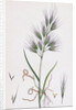 Bromus Madritensis Upright Annual Brome-Grass by Anonymous