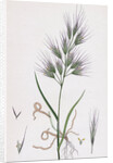 Bromus Madritensis Upright Annual Brome-Grass by Anonymous