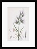 Bromus Madritensis Upright Annual Brome-Grass by Anonymous