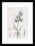 Bromus Madritensis Upright Annual Brome-Grass by Anonymous