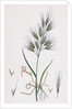 Bromus Madritensis Upright Annual Brome-Grass by Anonymous