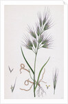 Bromus Madritensis Upright Annual Brome-Grass by Anonymous