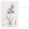 Bromus Madritensis Upright Annual Brome-Grass by Anonymous