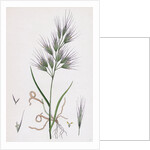 Bromus Madritensis Upright Annual Brome-Grass by Anonymous
