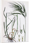 Bromus Maximus Great Brome-Grass by Anonymous