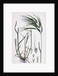 Bromus Maximus Great Brome-Grass by Anonymous