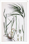 Bromus Maximus Great Brome-Grass by Anonymous
