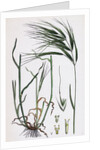 Bromus Maximus Great Brome-Grass by Anonymous