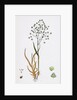 Briza Minor Small Quaking-Grass by Anonymous