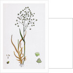 Briza Minor Small Quaking-Grass by Anonymous