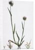 Cynosurus Echinatus Rough Dog's-Tail-Grass by Anonymous