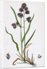 Dactylis Glomerata Rough Cock's-Foot-Grass by Anonymous